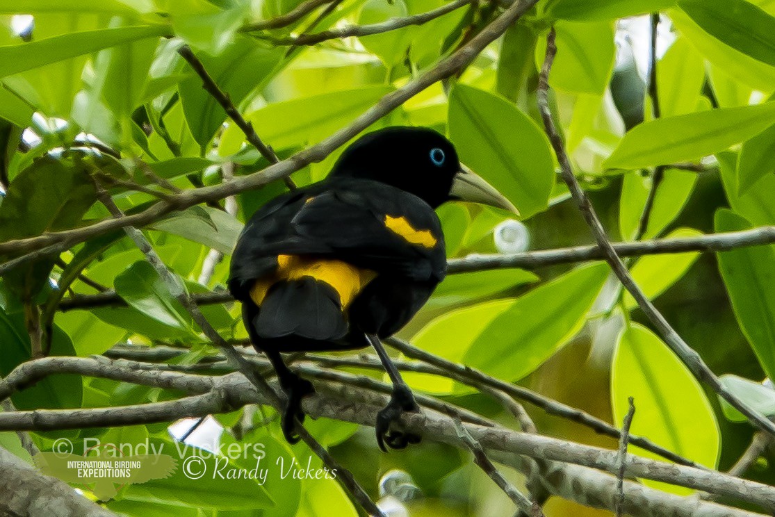 Yellow-rumped Cacique - Randy Vickers