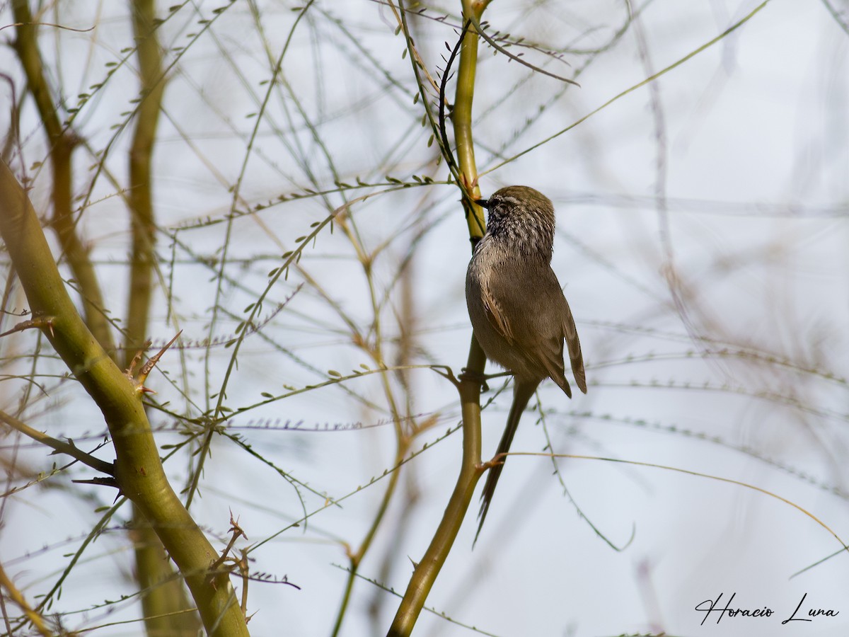 Plain-mantled Tit-Spinetail - ML456785411