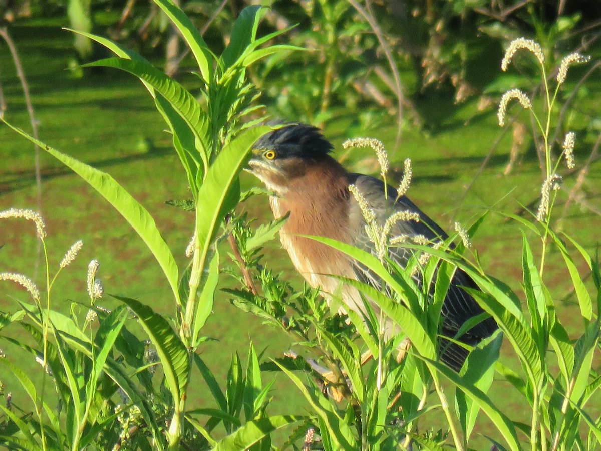 Green Heron - ML456785811