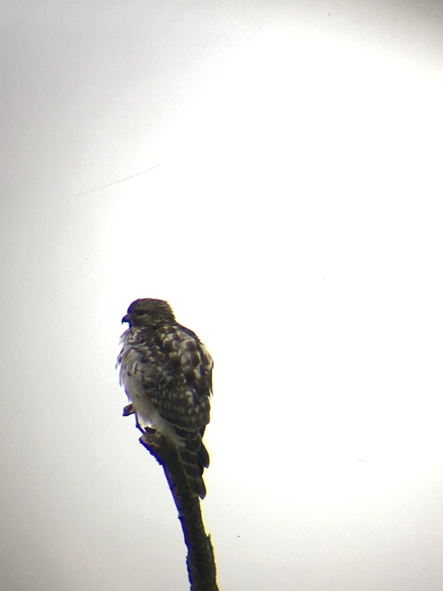 Red-shouldered Hawk - ML45678641
