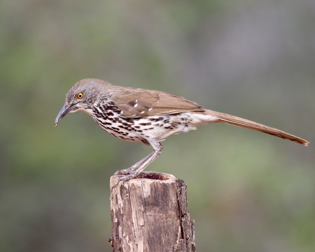 Long-billed Thrasher - ML456788381