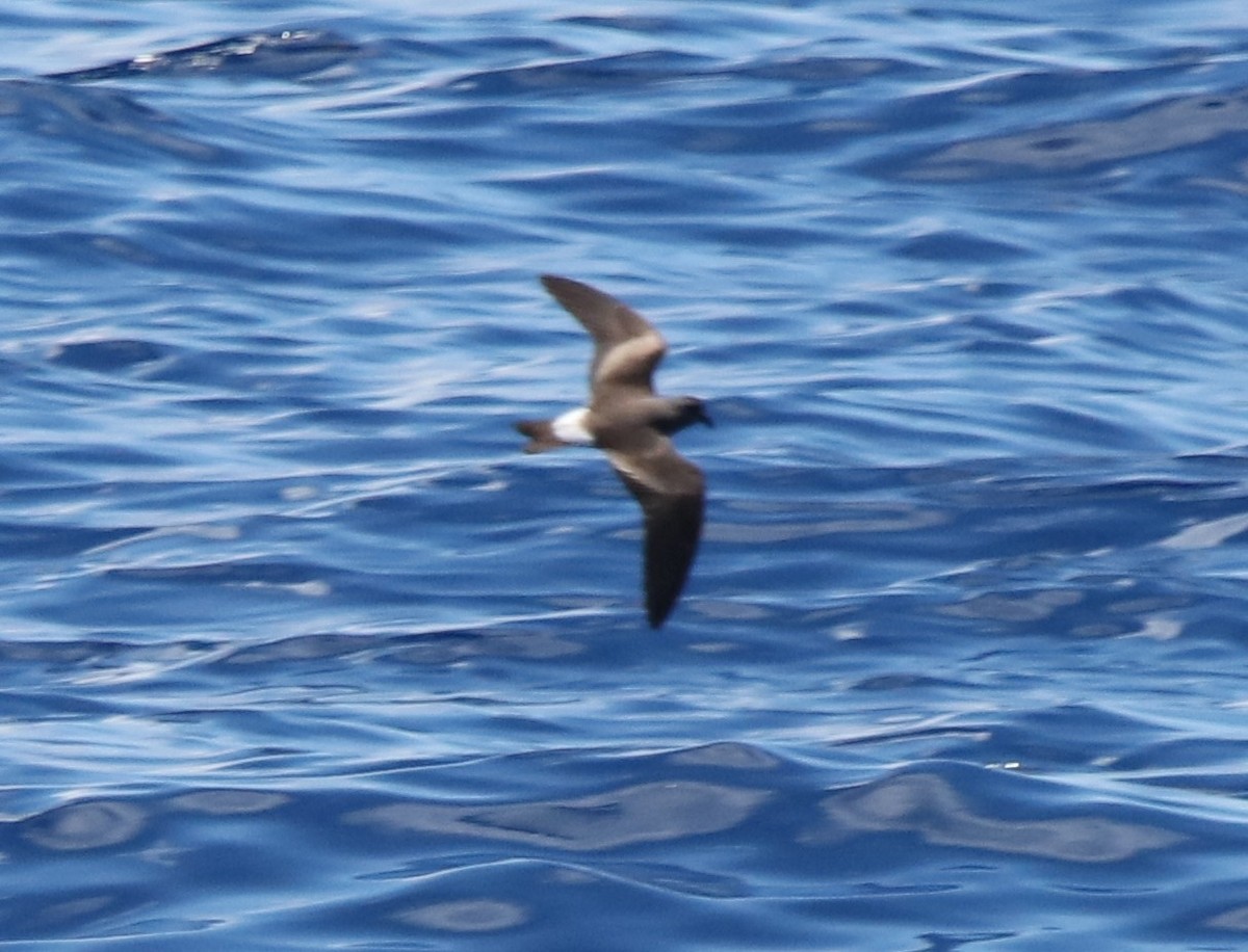 Leach's Storm-Petrel - ML456791471
