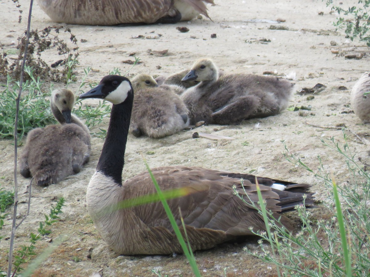 Canada Goose - ML456791721