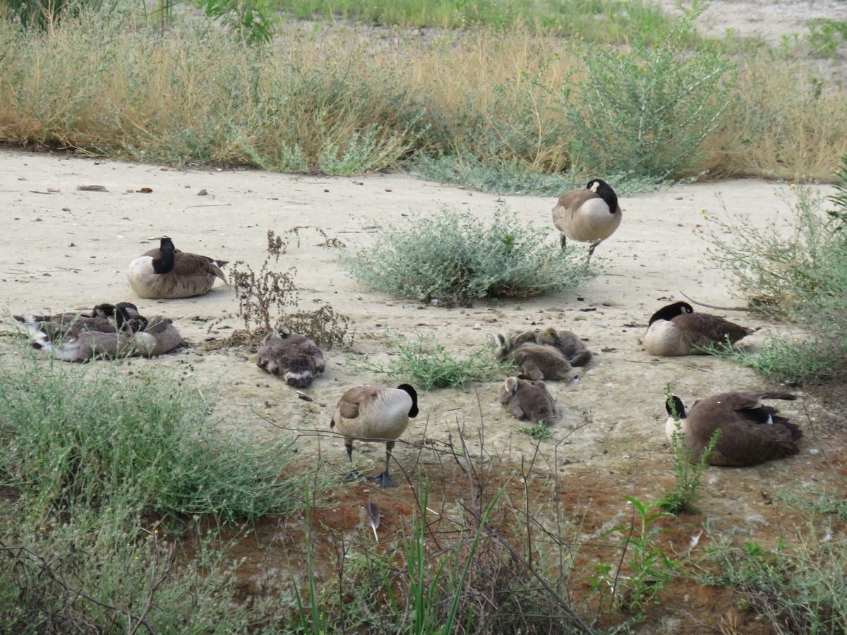 Canada Goose - ML456791781