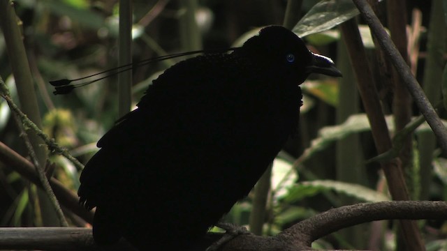 Lawes's Parotia - ML456792