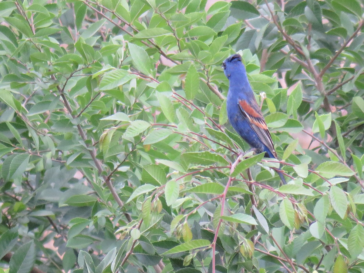 Blue Grosbeak - ML456792871