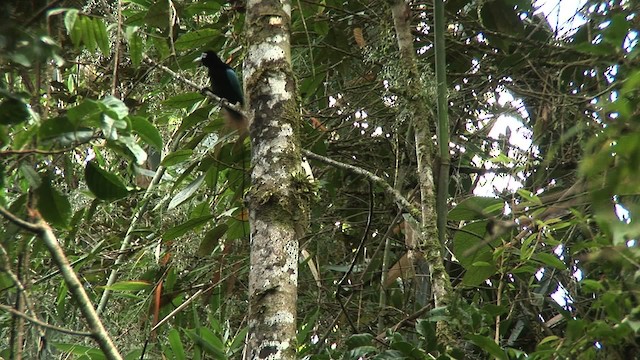 Blue Bird-of-Paradise - ML456793