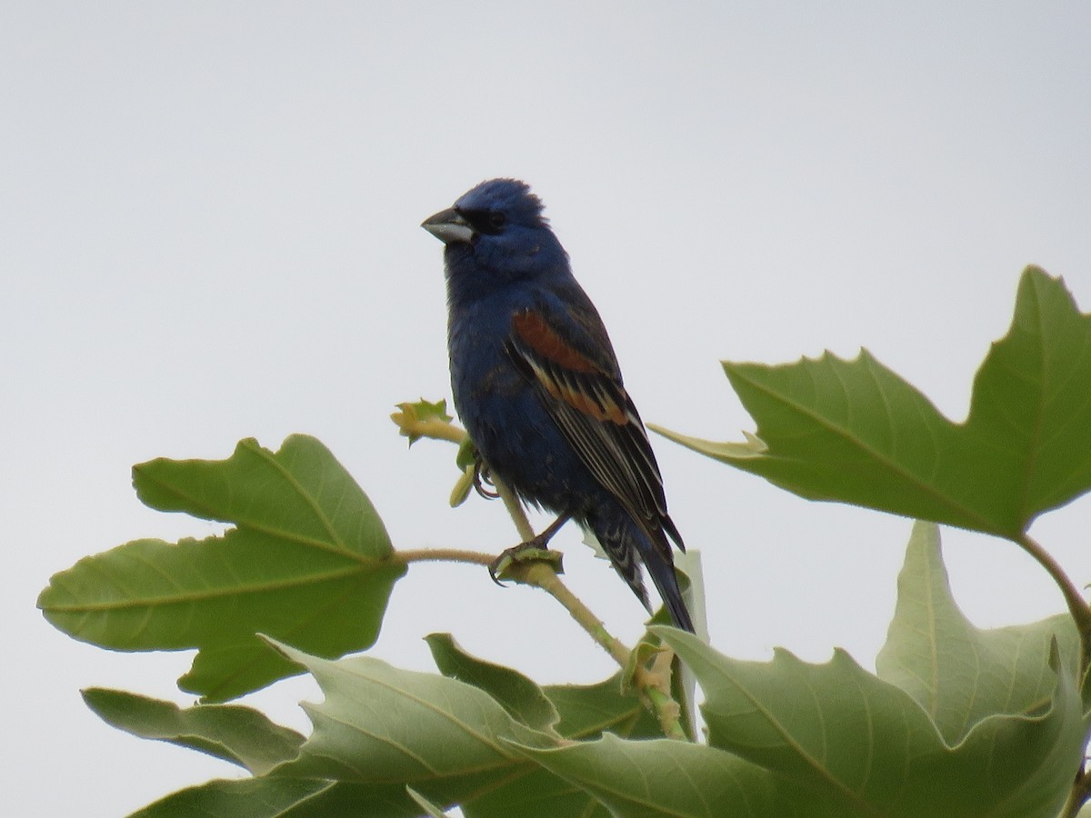 Blue Grosbeak - ML456793121