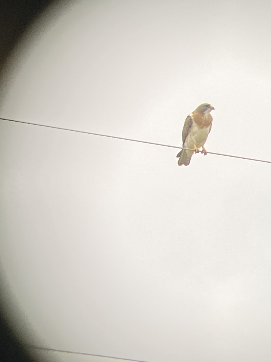 Swainson's Hawk - Ethan Bott