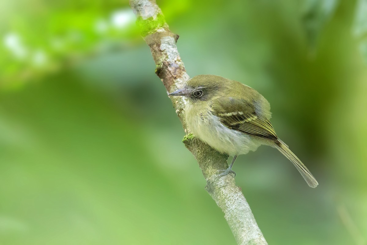 White-eyed Tody-Tyrant - Bradley Hacker 🦜