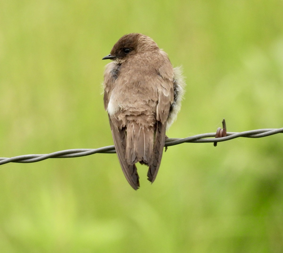 Northern Rough-winged Swallow - ML456795391
