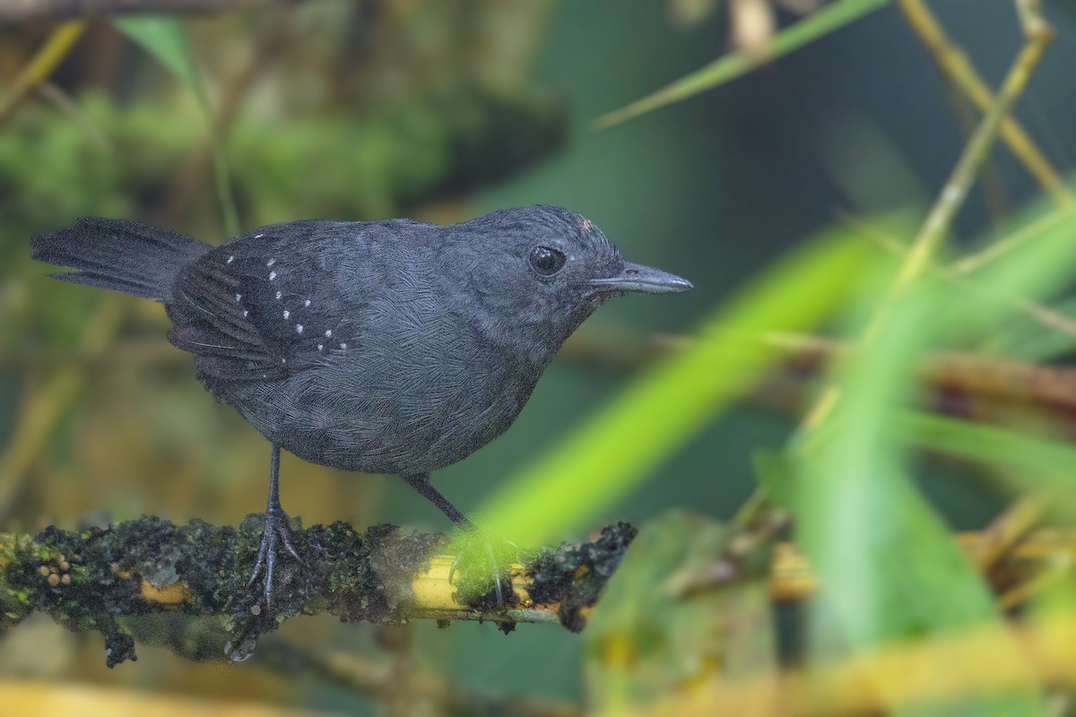 Spot-winged Antbird - Bradley Hacker 🦜