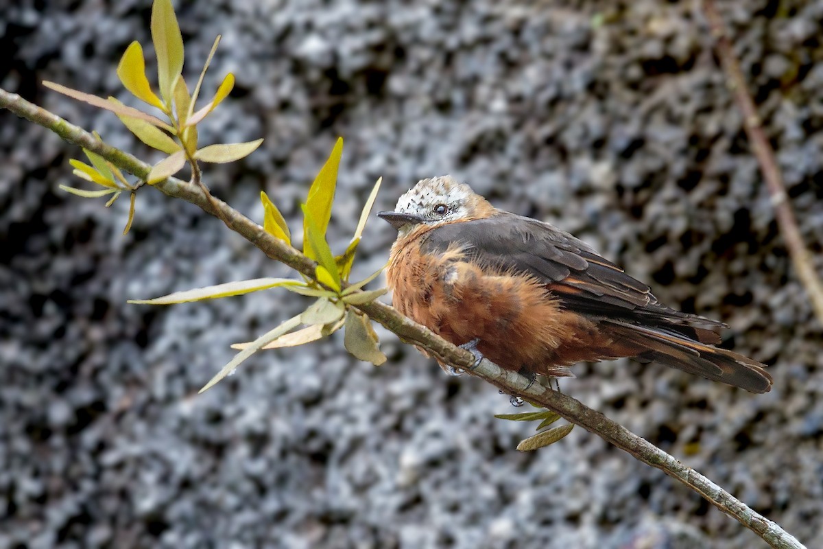 Cliff Flycatcher - ML456795791