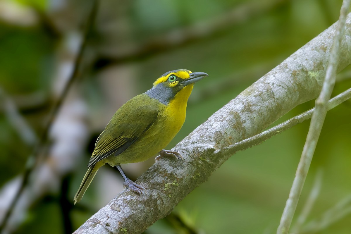 Slaty-capped Shrike-Vireo - ML456795871