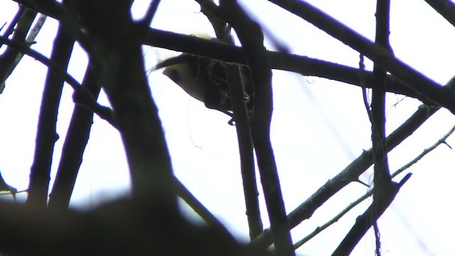 Emperor Bird-of-Paradise - ML456797