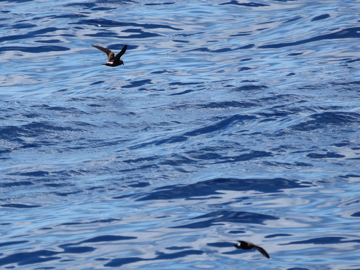 Leach's Storm-Petrel - ML456797961