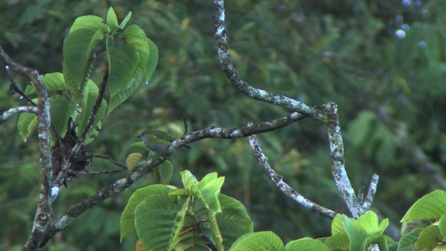 Tit Berrypecker - ML456799