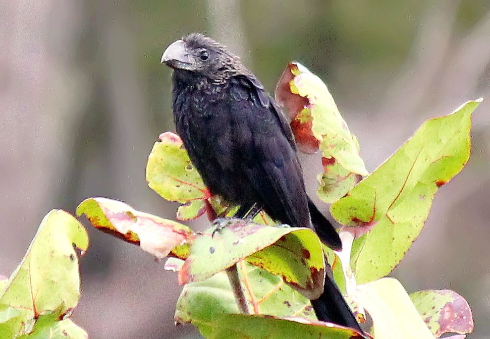 Smooth-billed Ani - ML45679921