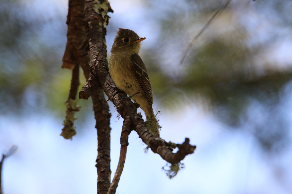 Western Flycatcher (Cordilleran) - ML45680151