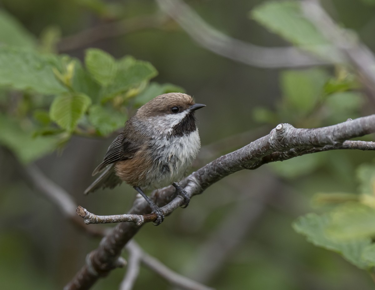 Boreal Chickadee - ML456801861