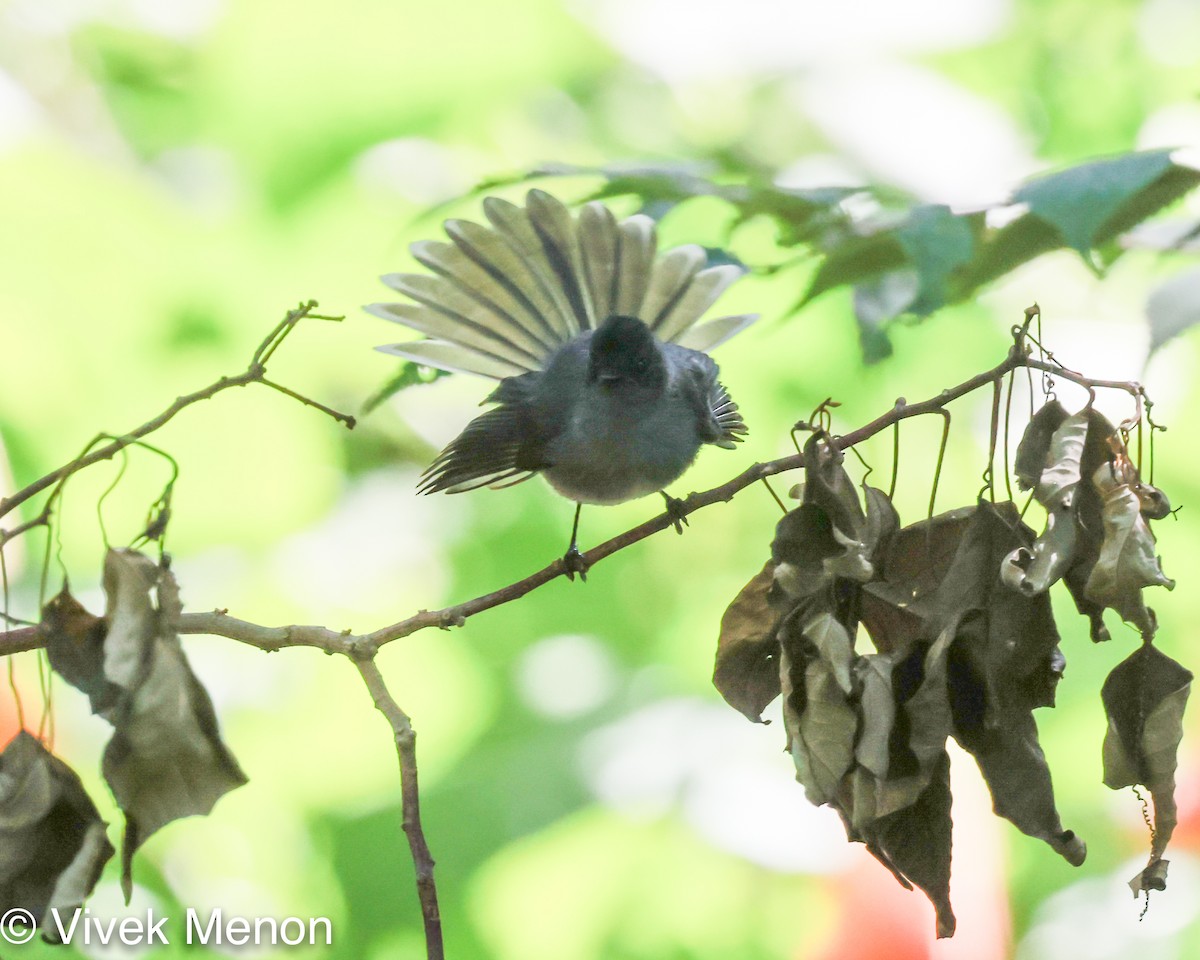 White-tailed Crested Flycatcher - ML456801961