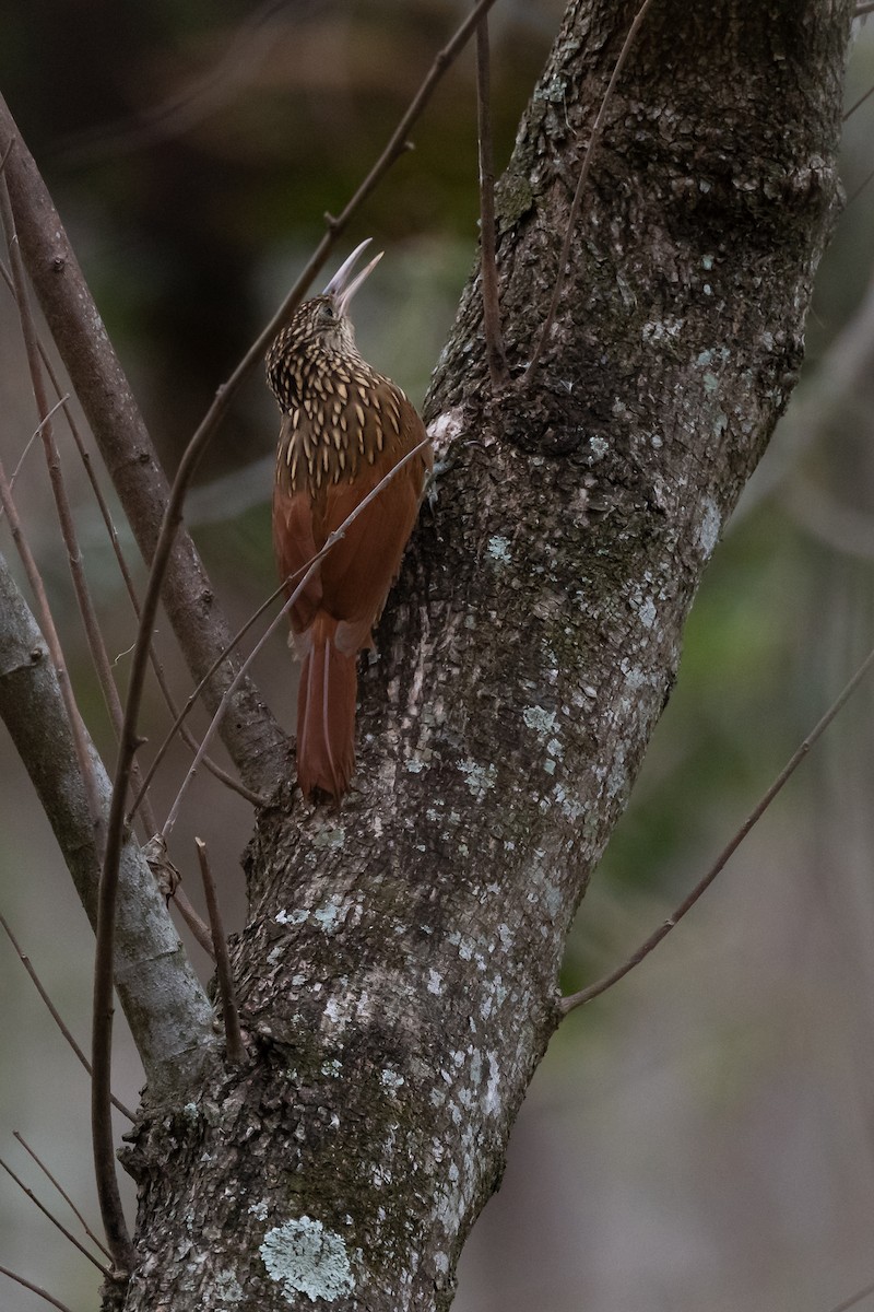 Ivory-billed Woodcreeper - ML456802881