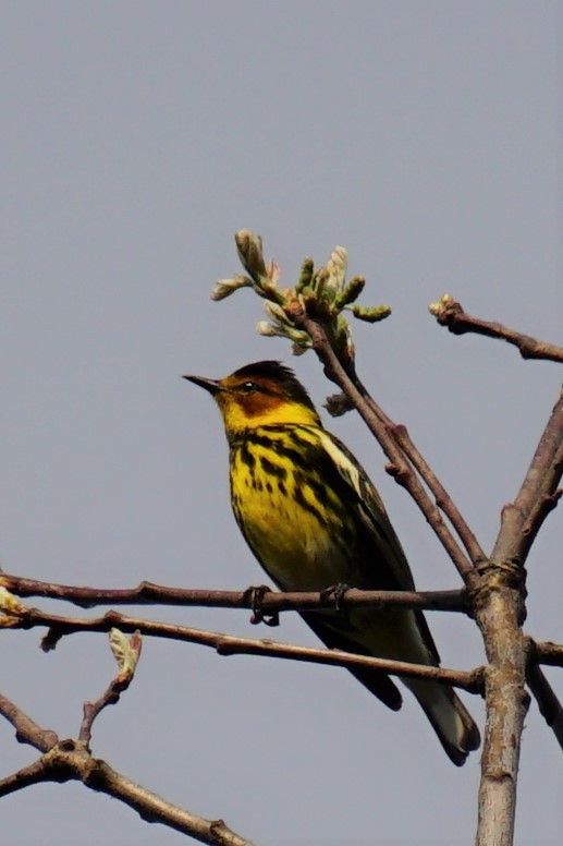 Cape May Warbler - ML456803791