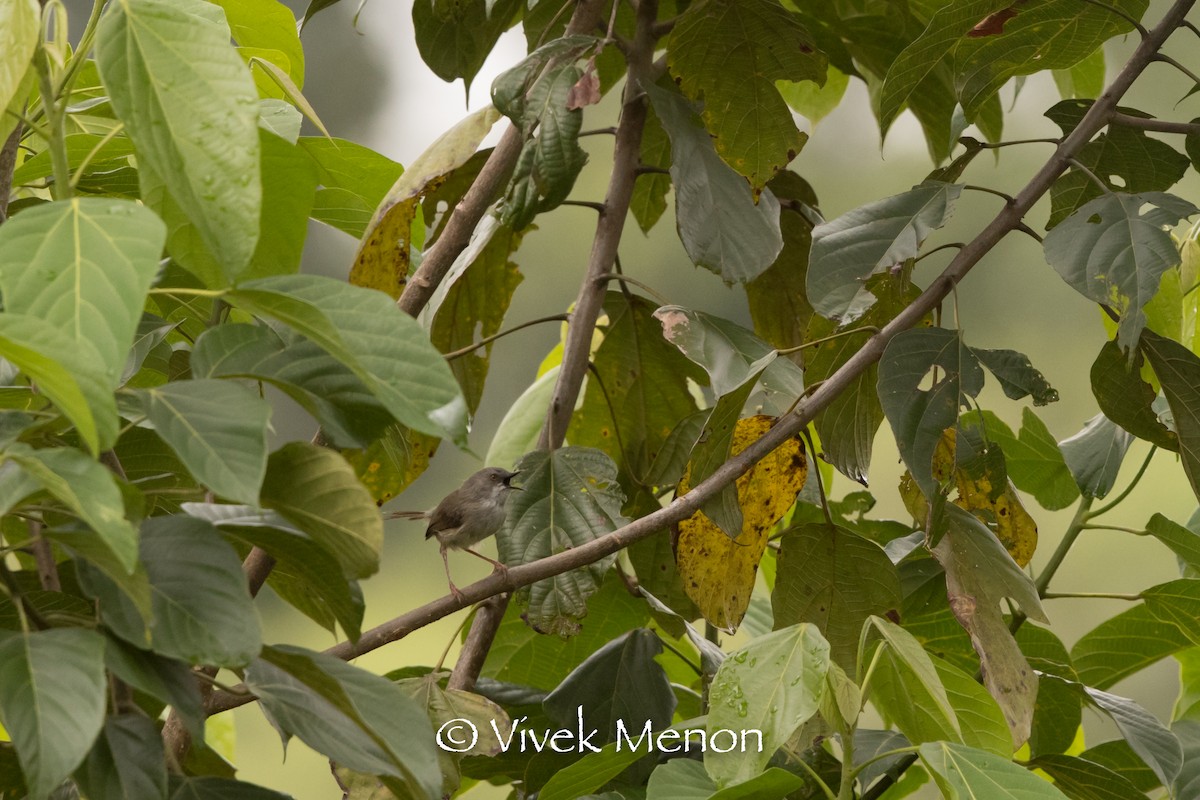 Roberts's Warbler - ML456803811