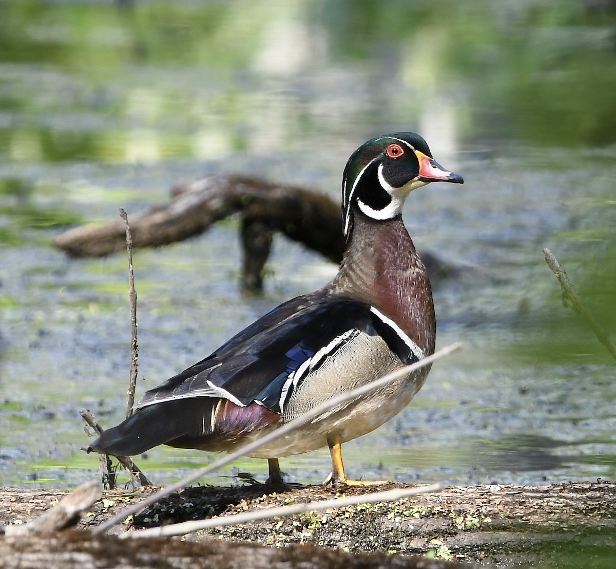 Wood Duck - ML456804681