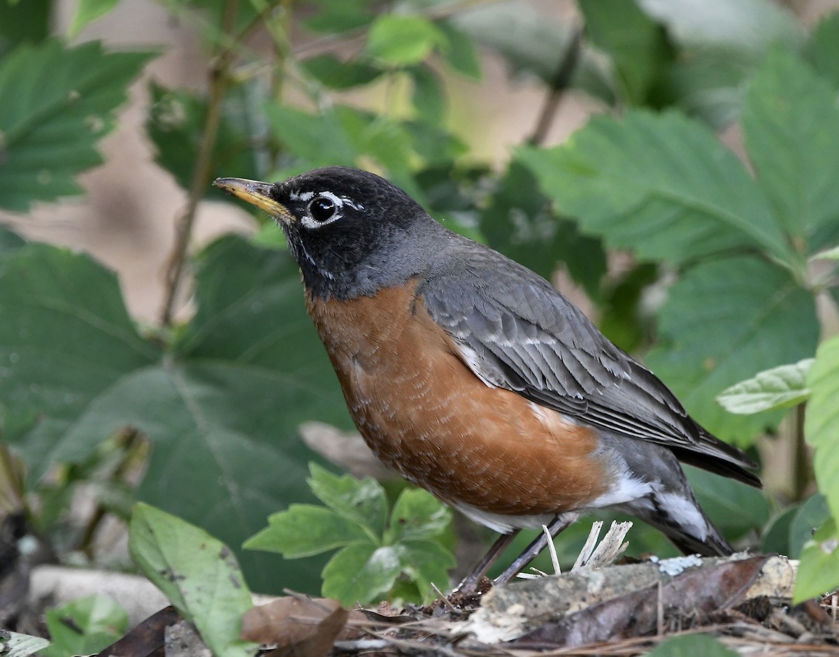 American Robin - ML456804861