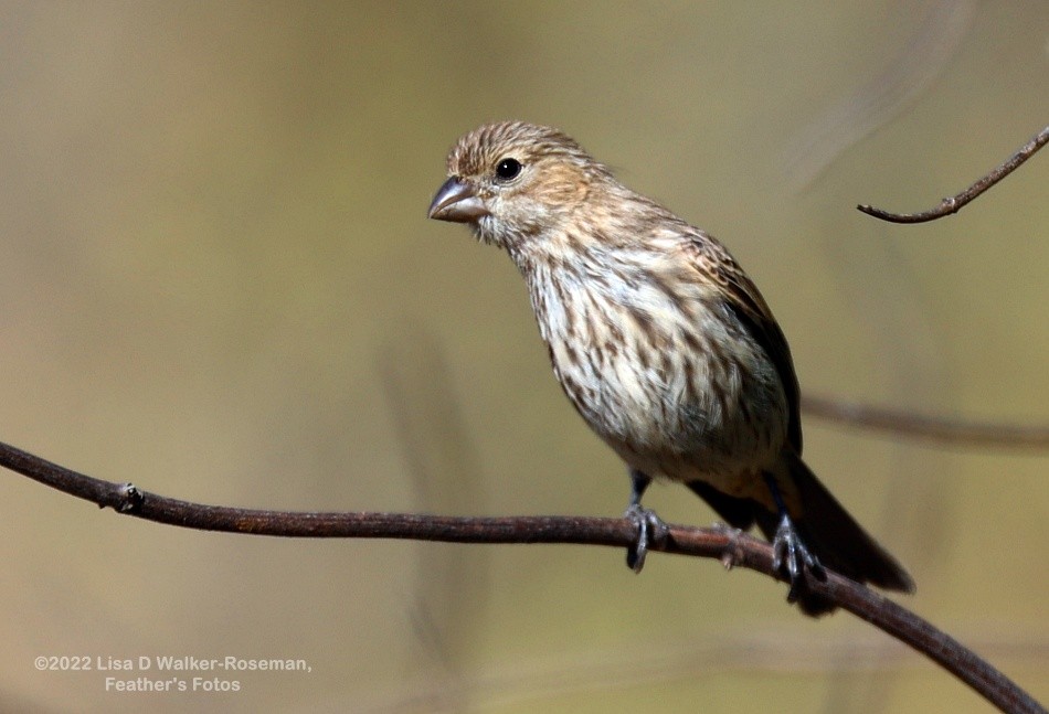 House Finch - ML456804891