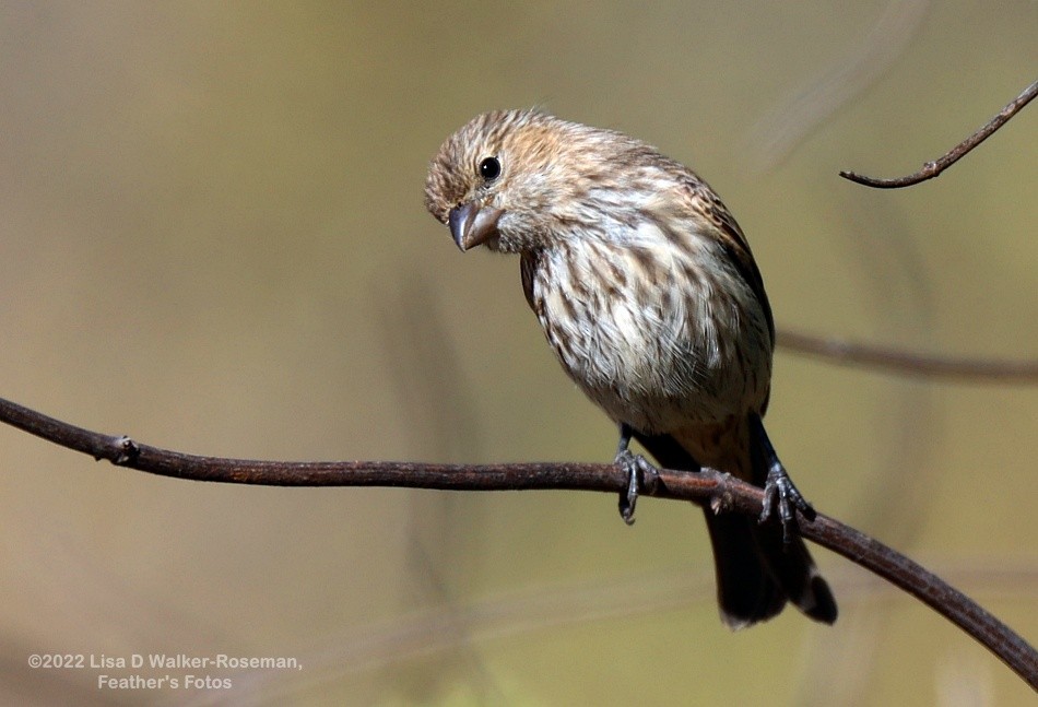 House Finch - ML456804901