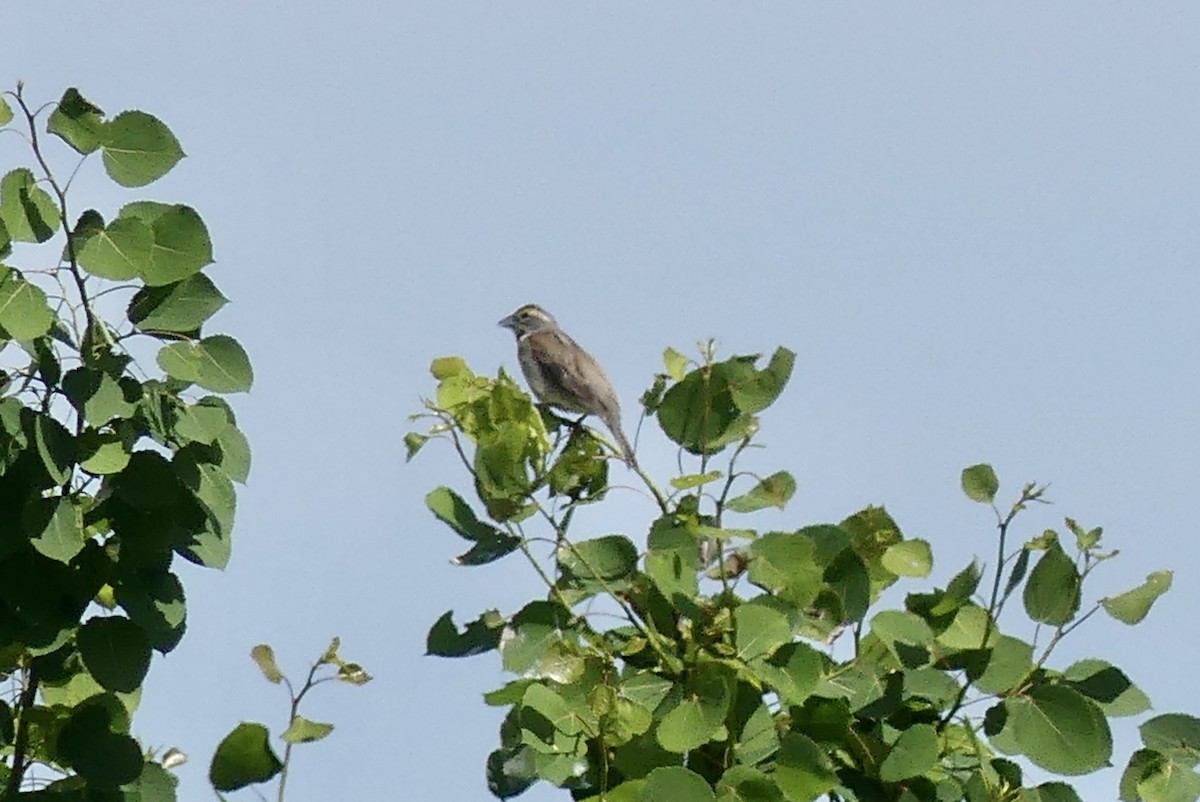 Dickcissel - ML456805641
