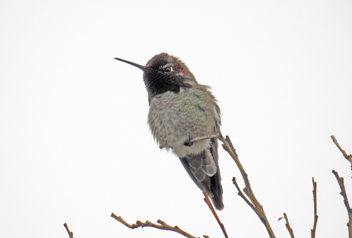 Anna's Hummingbird - Jim Scott