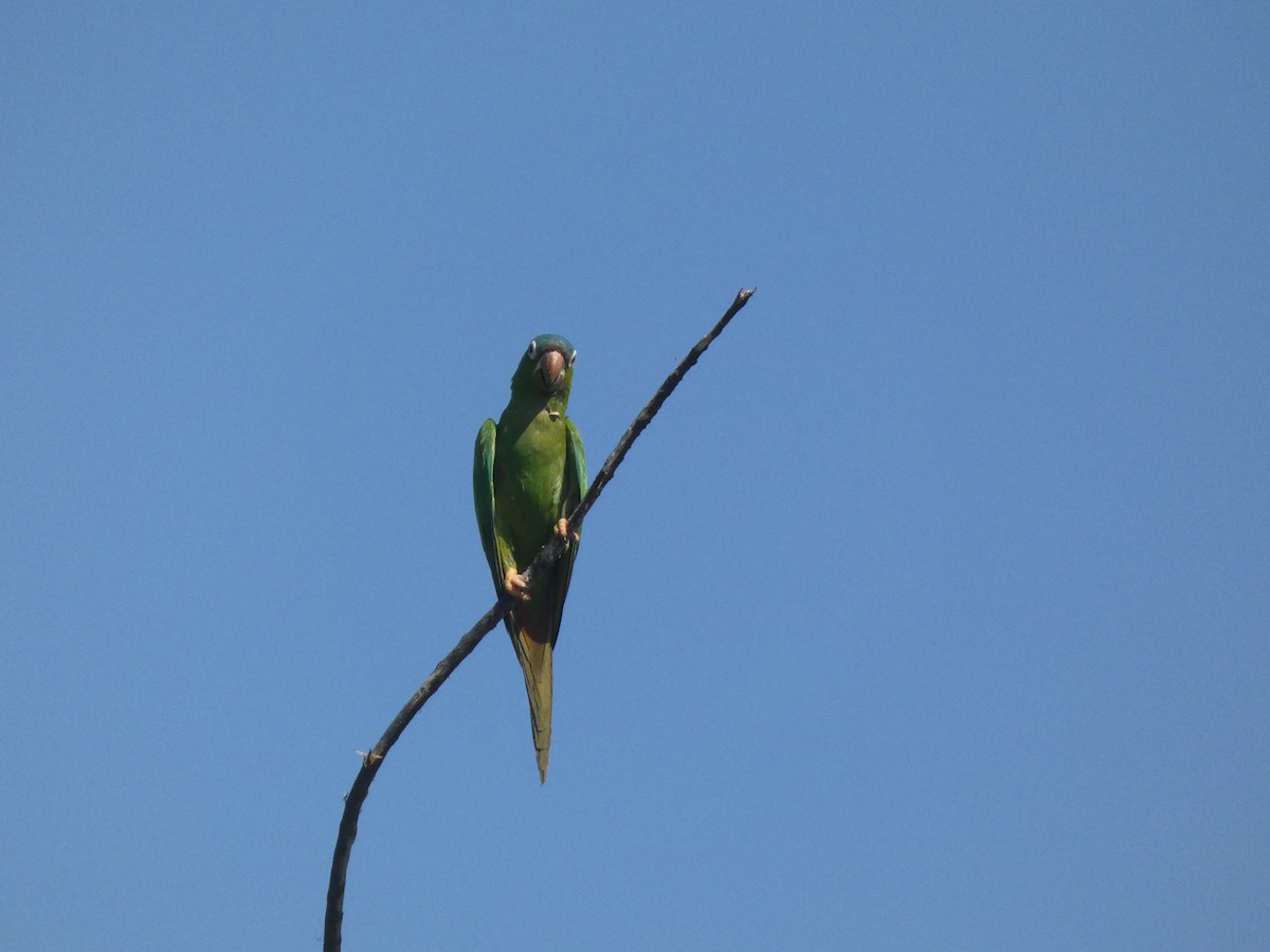 Blue-crowned Parakeet - ML456805991