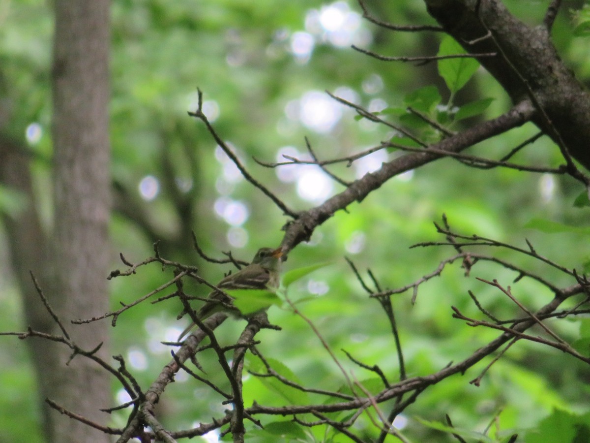 Acadian Flycatcher - ML456807821