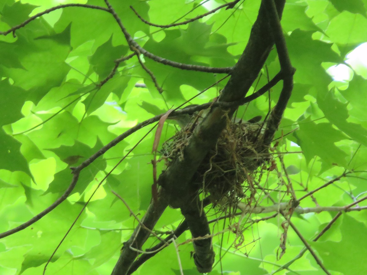 Acadian Flycatcher - ML456807881