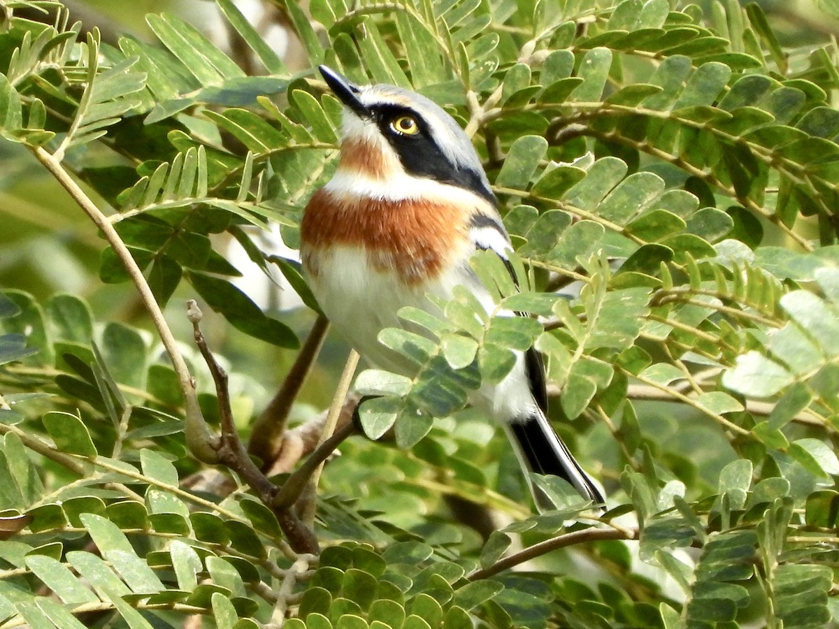 Pale Batis - ML456808571