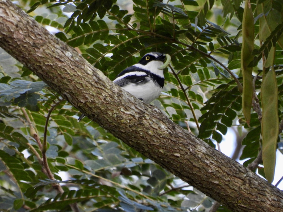 Pale Batis - ML456808731