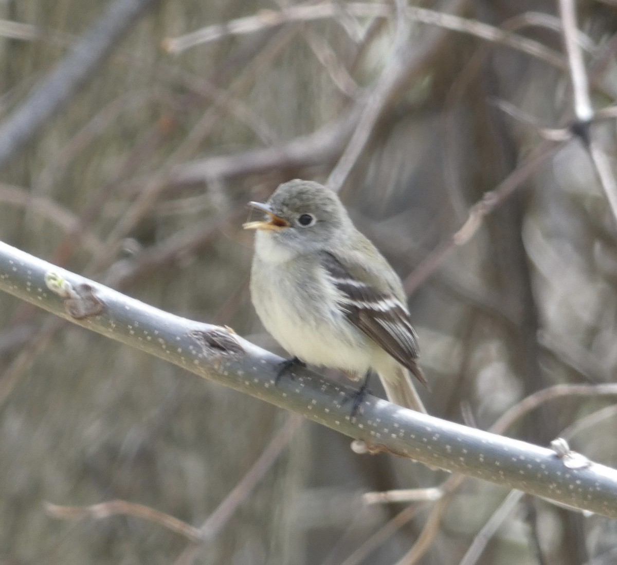 Least Flycatcher - ML456808761