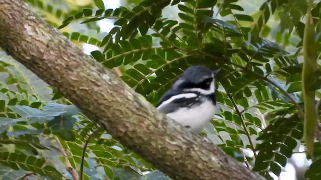 Pale Batis - ML456808791