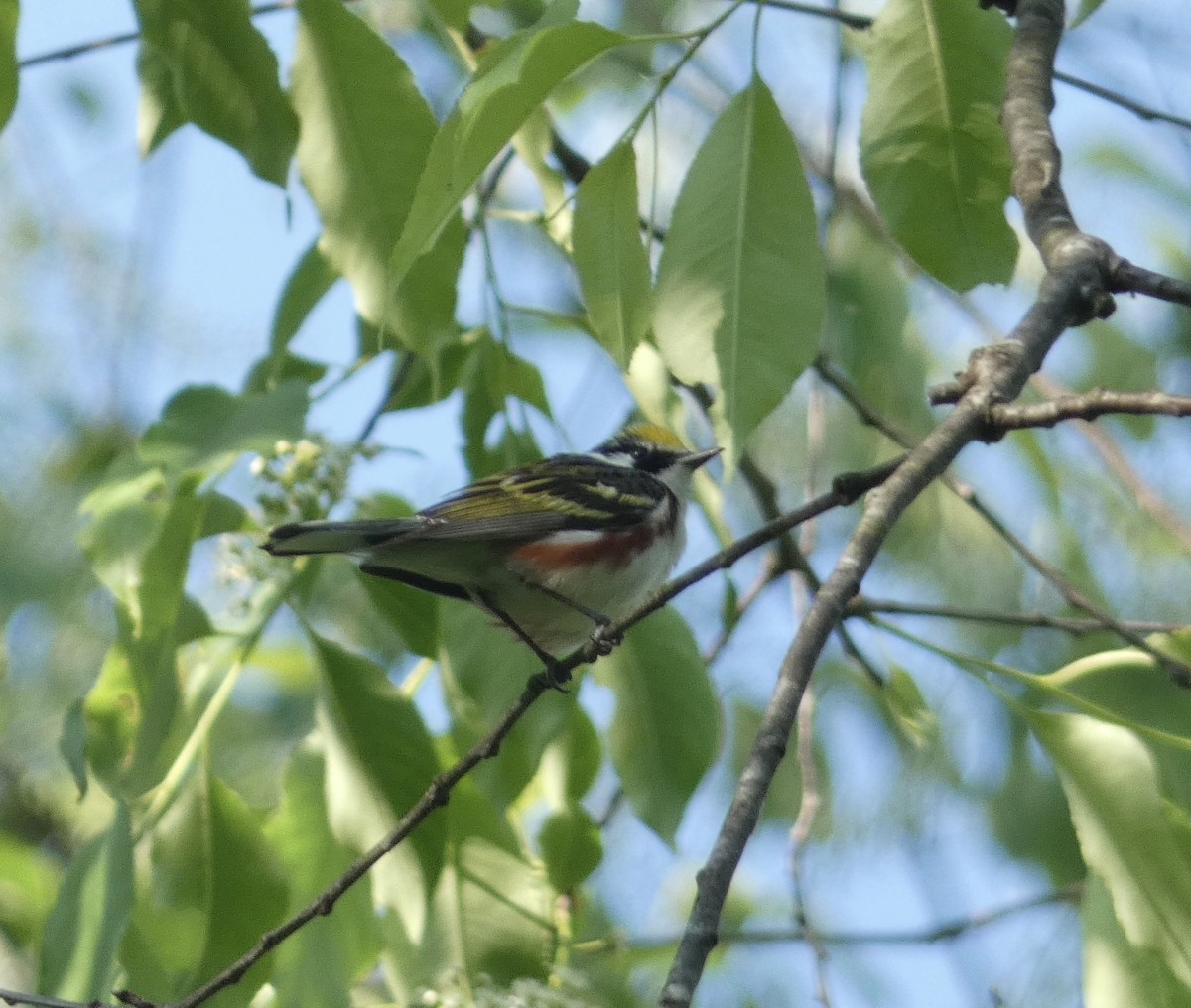 Chestnut-sided Warbler - ML456809971