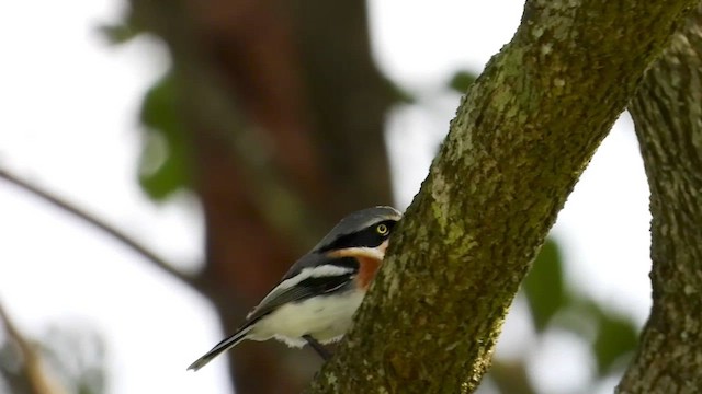 Pale Batis - ML456810311