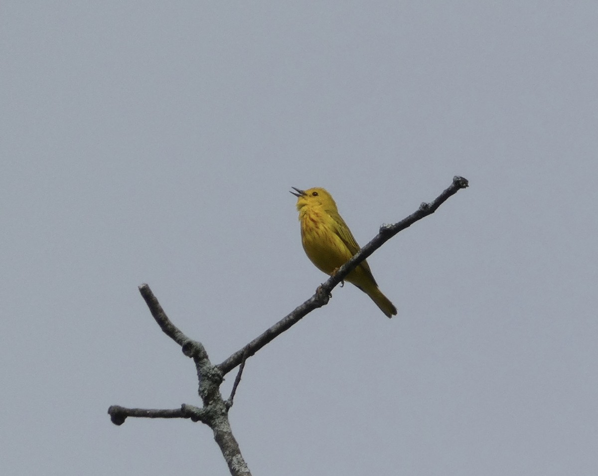 Yellow Warbler - ML456810621