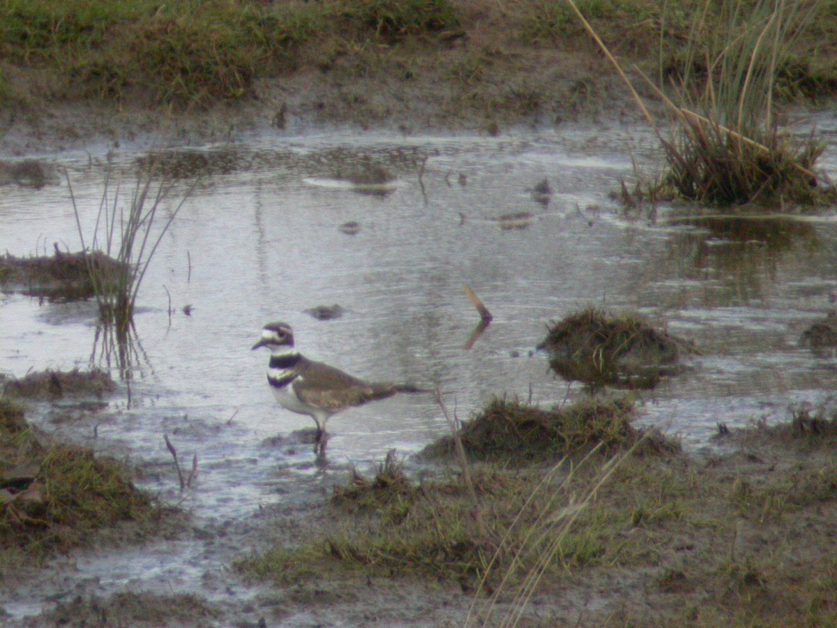 Killdeer - ML456810711