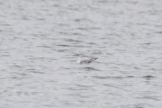 Bonaparte's Gull - Taylor Baldwin