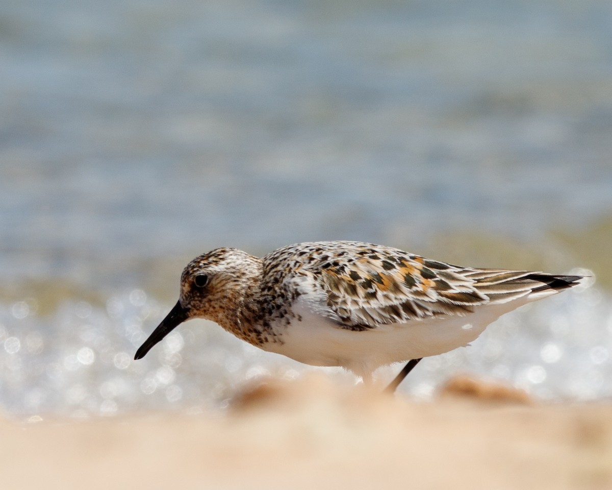 Sanderling - Garrett Hoffmaster