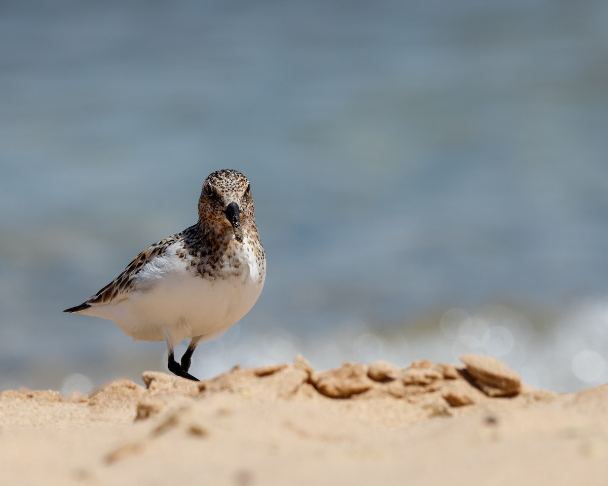 Sanderling - Garrett Hoffmaster