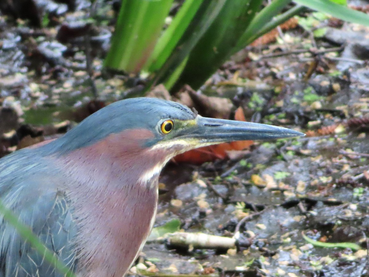 Green Heron - Charles Henrikson