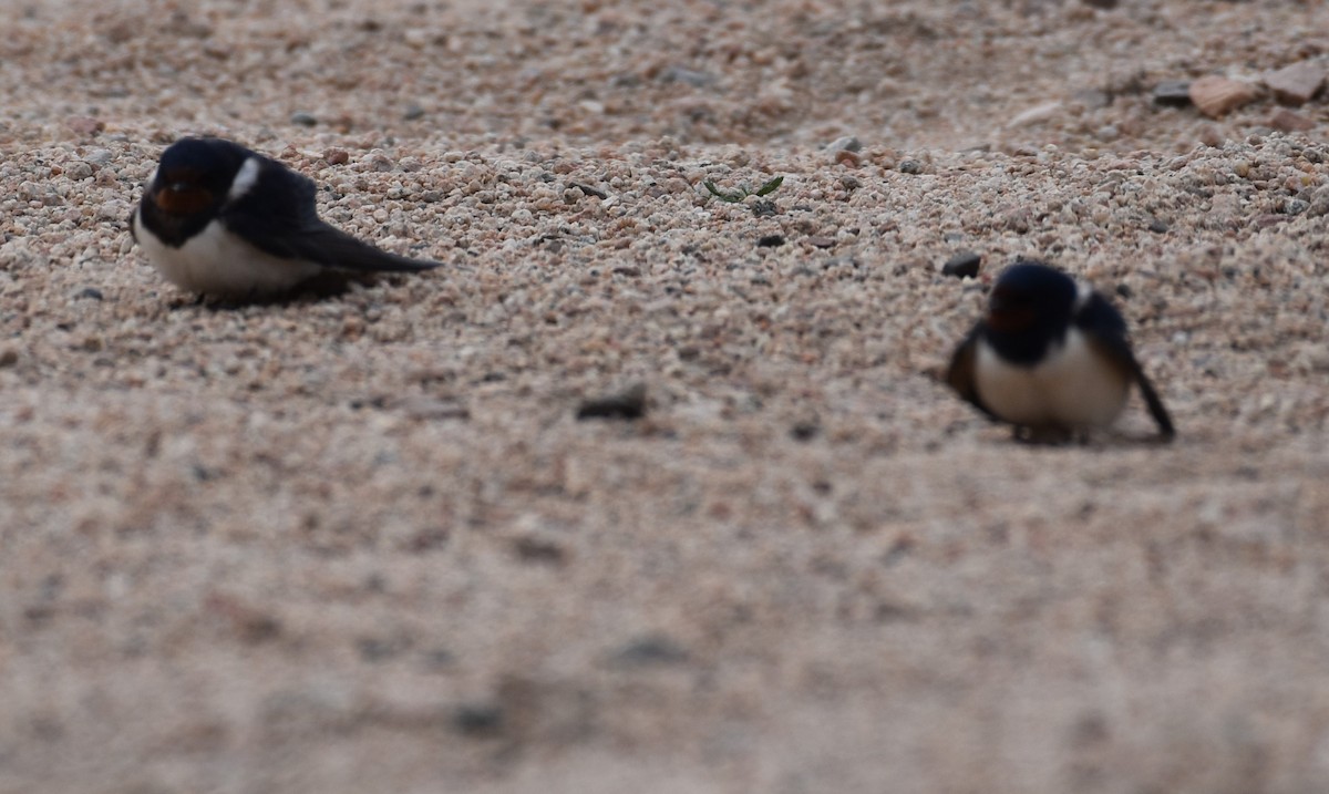 Barn Swallow - ML456813801